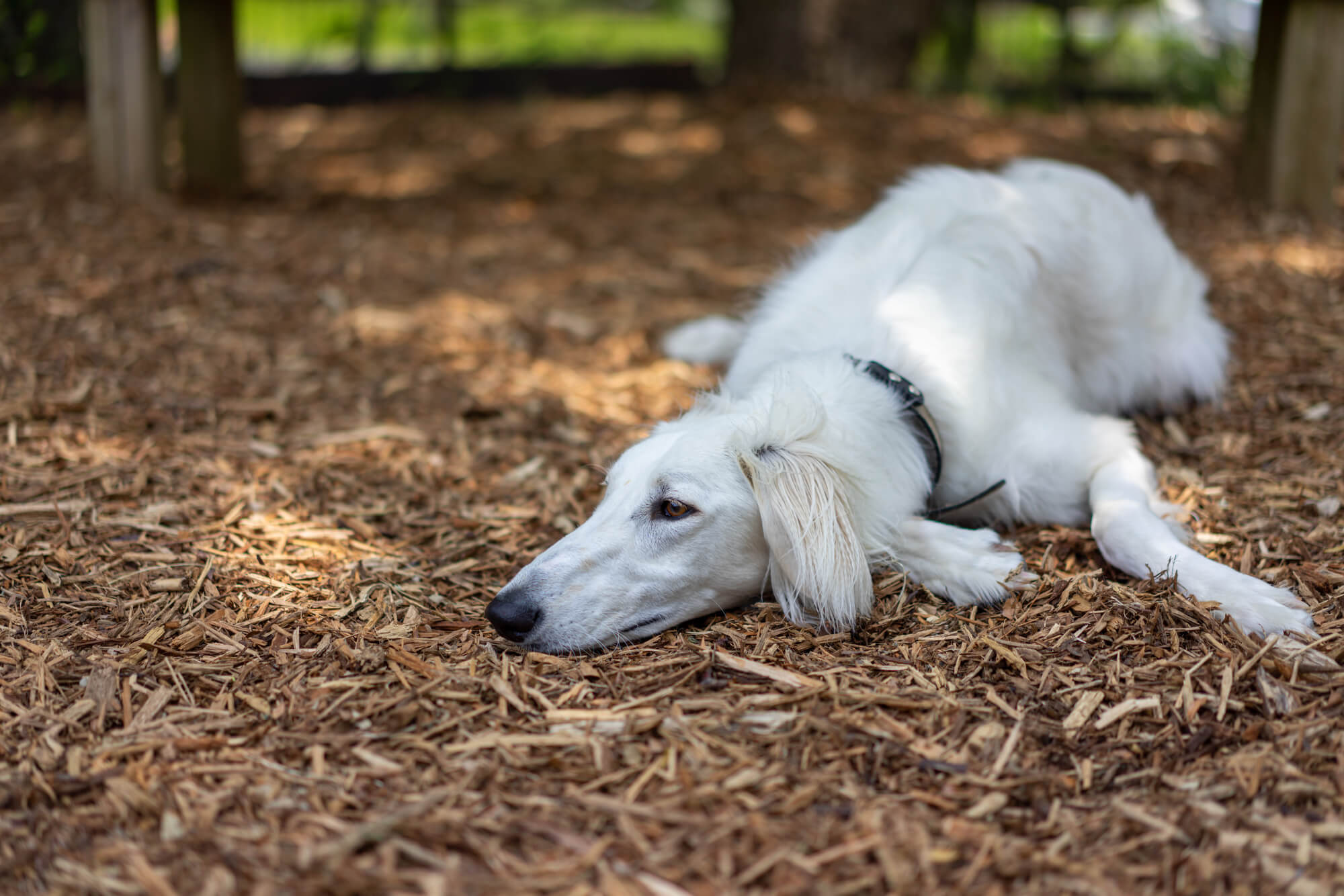 サルーキーの寿命・かかりやすい病気と日常の注意点